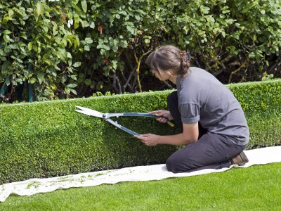 hedge-trimming