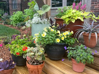 A mix of pots on patio steps to illustrate container gardens.